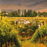 Vineyards with LLNL in background.